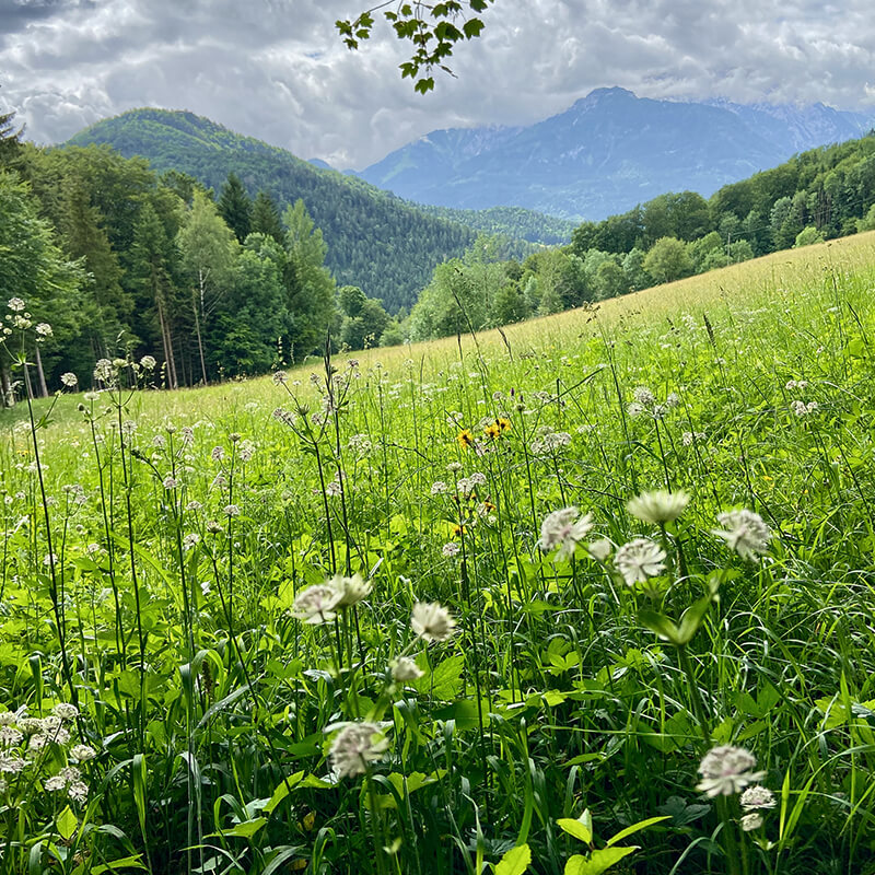 gernerhoehenweg-station3-3