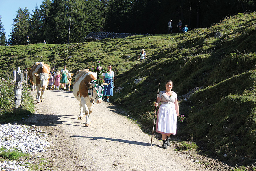 Almabtrieb in Gedenken Almabtrieb in Gedenken