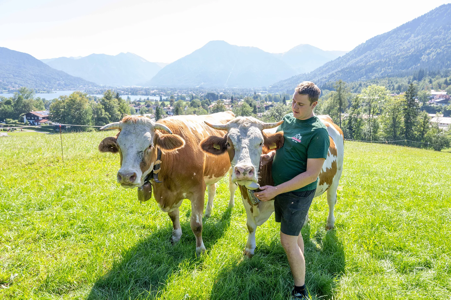 In der Alpenregion dominieren Zweinutzungsrassen 