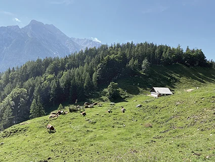 Die Kühe im Nationalpark auf der Halsalm.