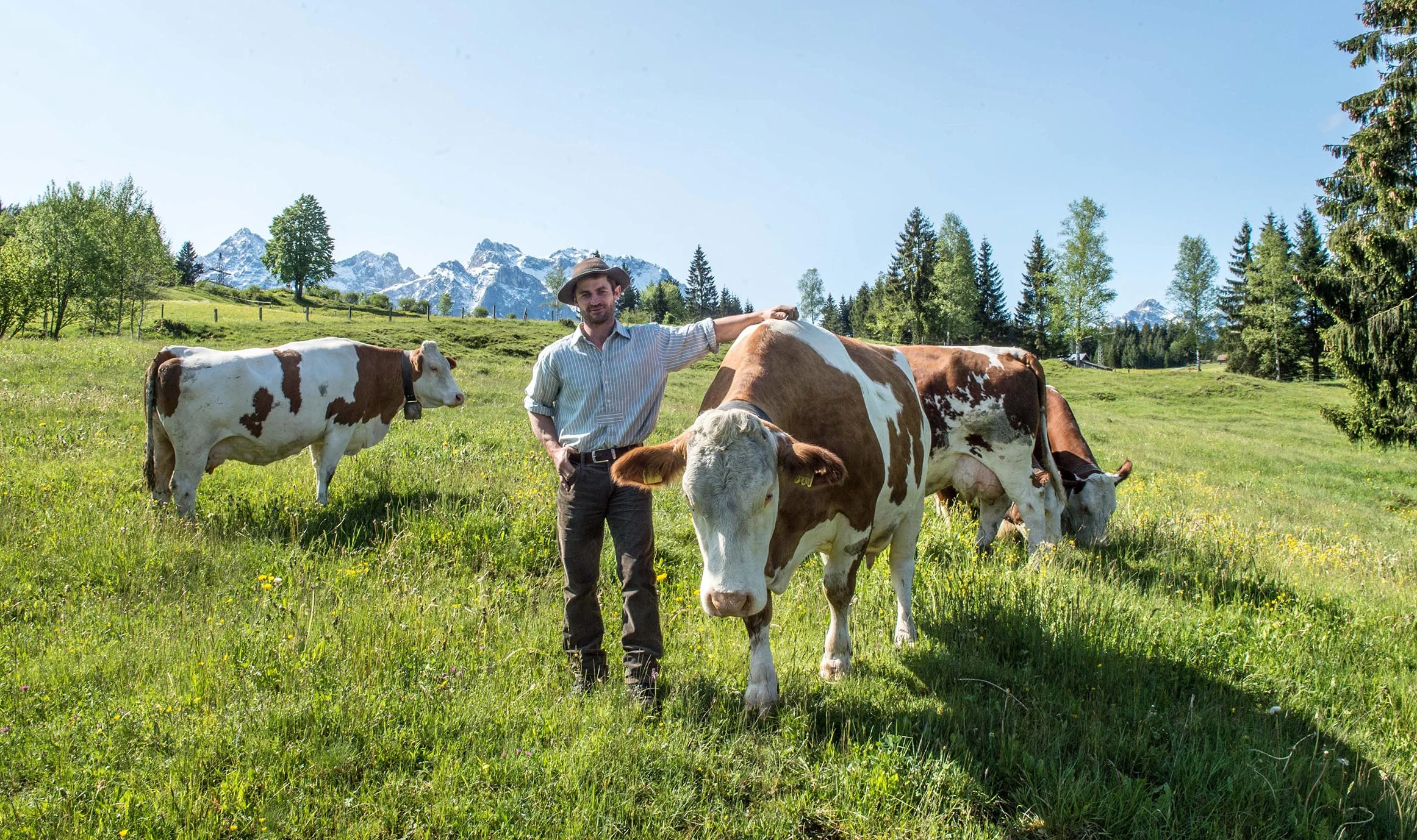 Wie grasende Kühe für gesunden Boden und eine intakte Landschaft sorgen