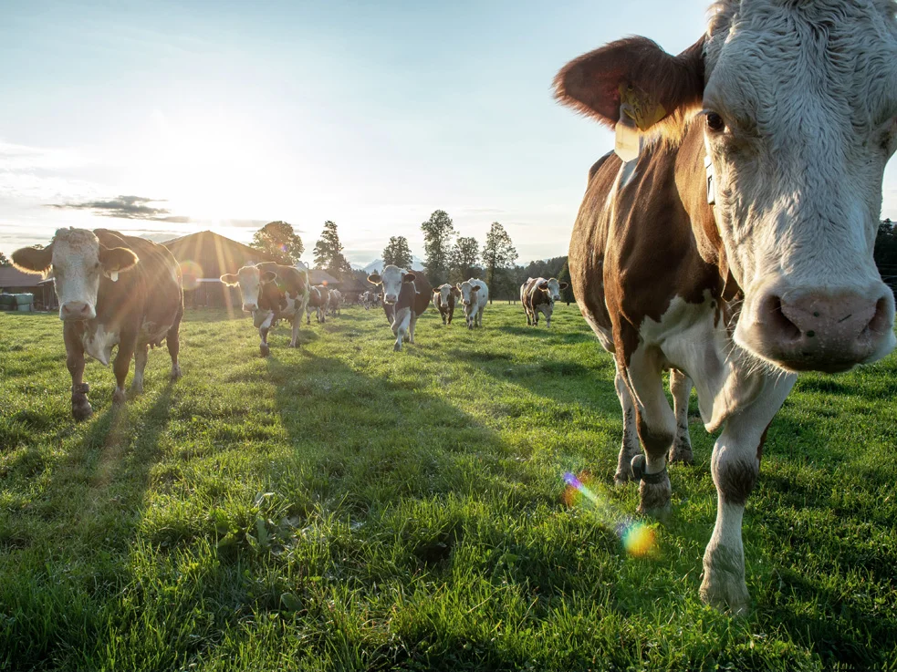 Über 1.000 Betriebe der Molkerei Berchtesgadener Land treiben ihre Kühe wieder auf die Weide