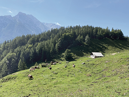 Kühe im Nationalpark – Arbeiten im Einklang mit der Natur Kühe im Nationalpark – Arbeiten im Einklang mit der Natur