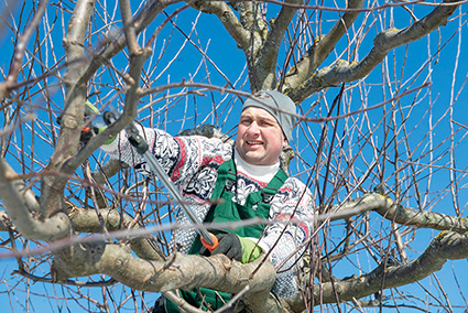 Zeit für die Obstbaumpflege