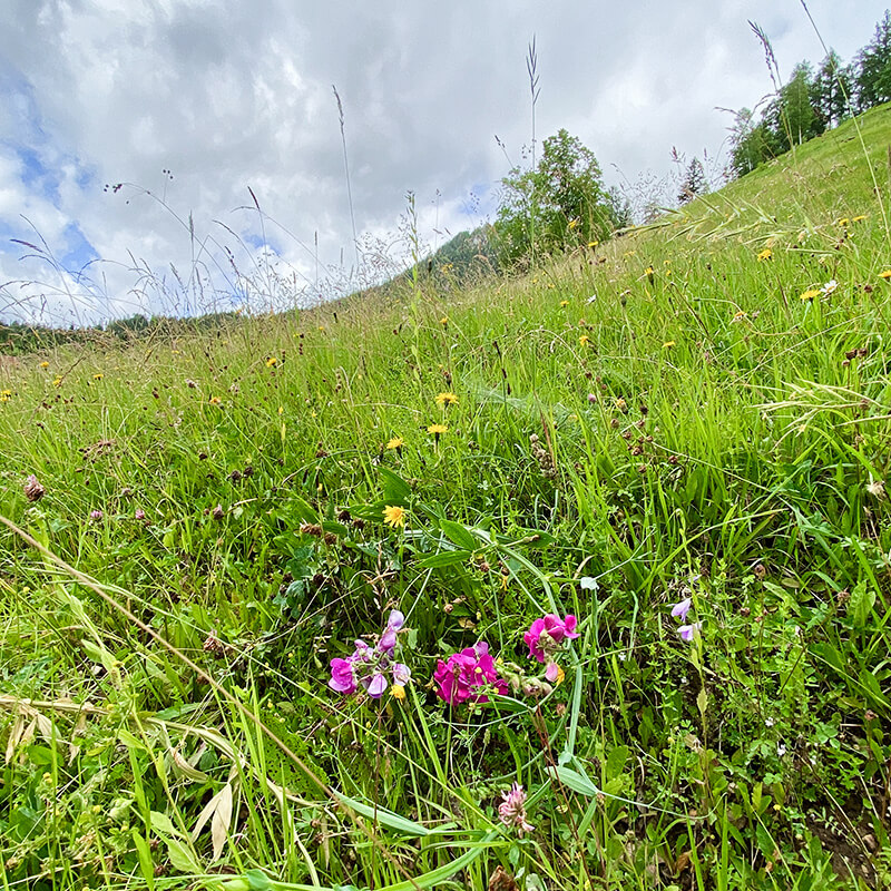 gernerhoehenweg-station3-2