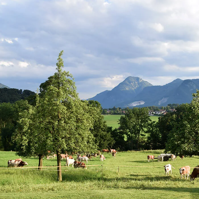 niederthannerhof-2