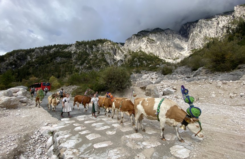 MolkereiBGL_Almabtrieb_Herde_IMG_8761