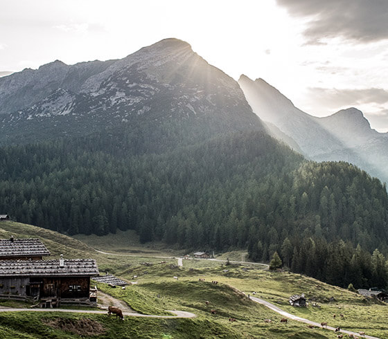 Almabtrieb von der auf 618 Meter gelegenen Fischunkelalm auf das über 800 Meter hoch gelegene Grafllehen