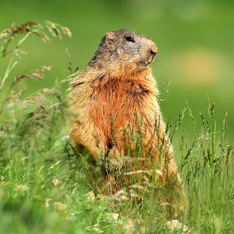 geigelstein-highlight2-1