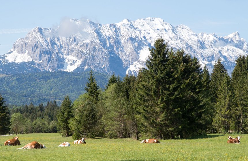 MolkereiBGL_Kühe_Grünland_DSC_9466_RGB