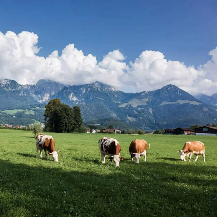 dankllehen-3