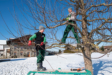 Zeit für die Obstbaumpflege