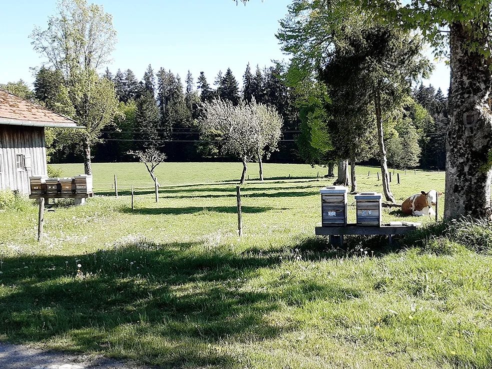 Bienen profitieren von grasenden Kühen und einer naturnahen Landwirtschaftilch-Sortiment der Molkerei Berchtesgadener Land ideal für den qualitätsbewussten Genuss in bewegungseingeschränkten Zeiten 