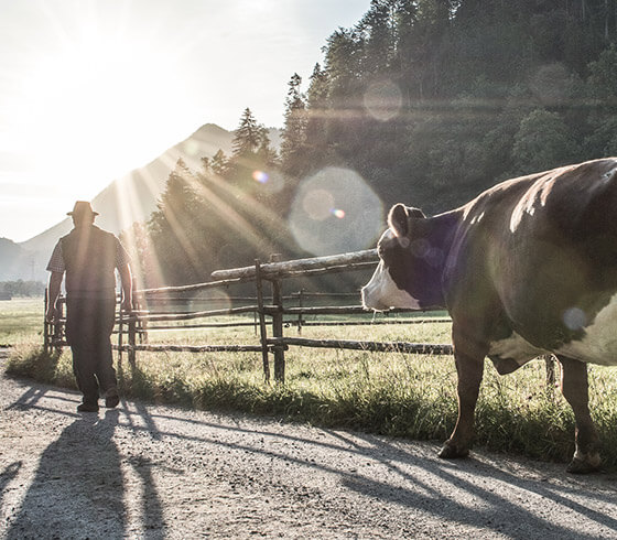 Almabtrieb von der auf 618 Meter gelegenen Fischunkelalm auf das über 800 Meter hoch gelegene Grafllehen