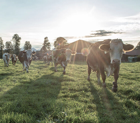 Almabtrieb von der auf 618 Meter gelegenen Fischunkelalm auf das über 800 Meter hoch gelegene Grafllehen